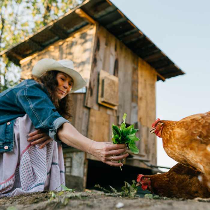 A guest feeding chickens